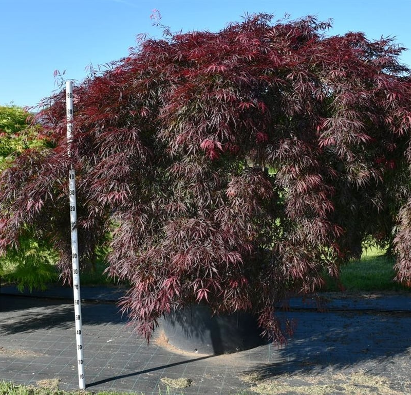 Acer palmatum 'Inaba-shidare'