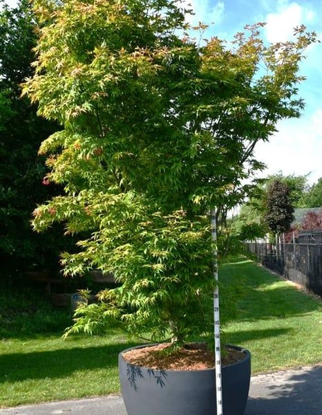 Acer palmatum 'Osakazuki'