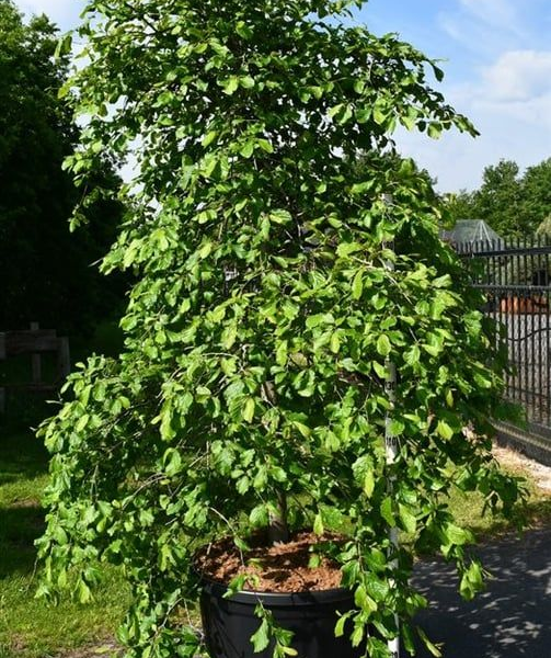 Parrotia persica 'Pendula'