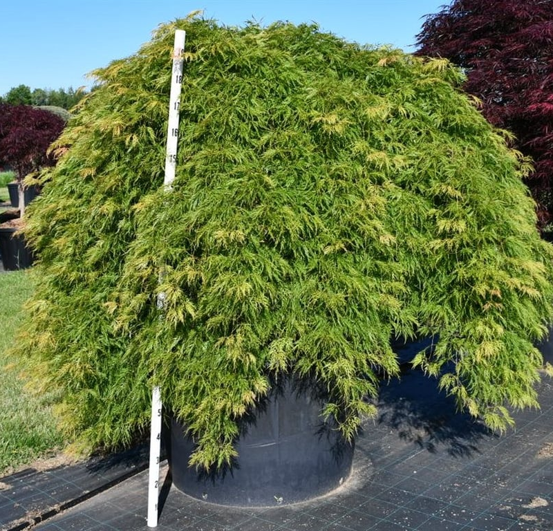 Acer palmatum 'Green Lace'