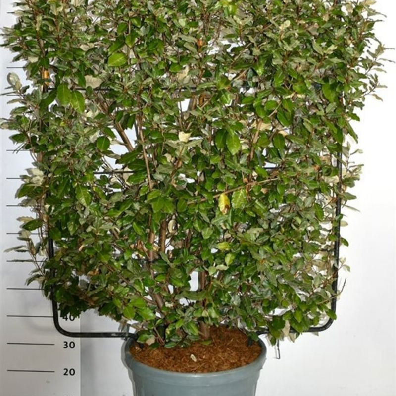 Elaeagnus x ebbingei