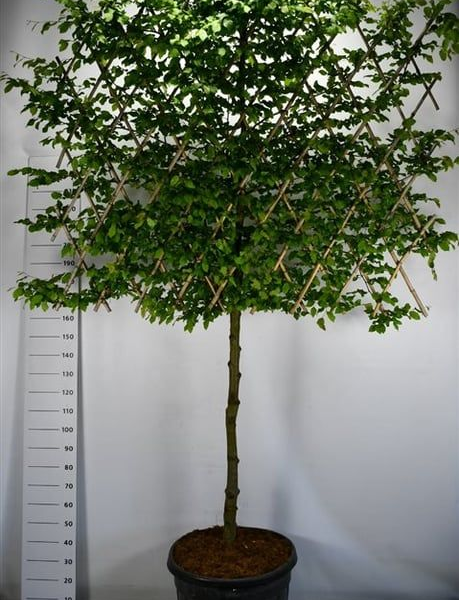 Carpinus betulus
