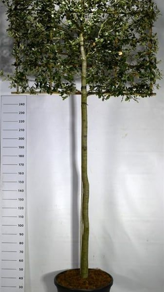 Quercus ilex