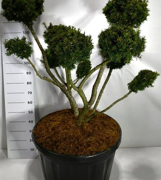 Taxus media 'Farmen'
