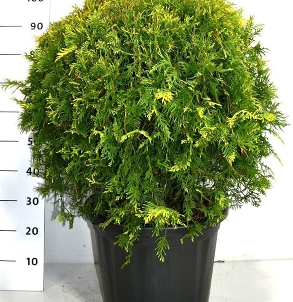 Thuja occidentalis 'Golden Globe'