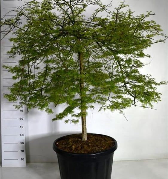 Acer palmatum 'Emerald Lace'