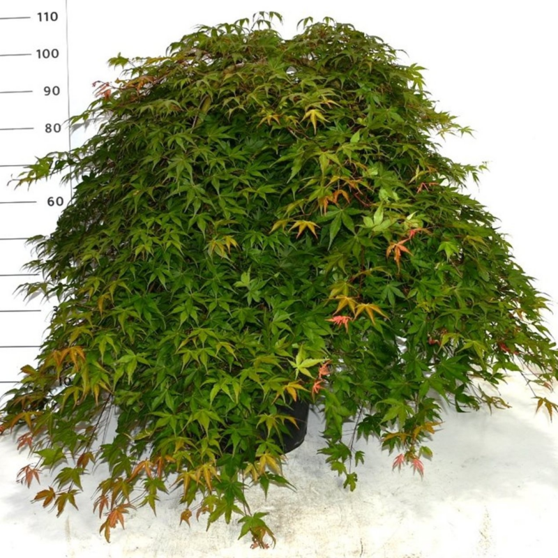 Acer palmatum 'Cascade Ruby'
