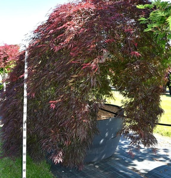 Acer palmatum 'Garnet'