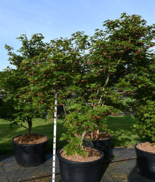 Acer palmatum 'Autumn Red'