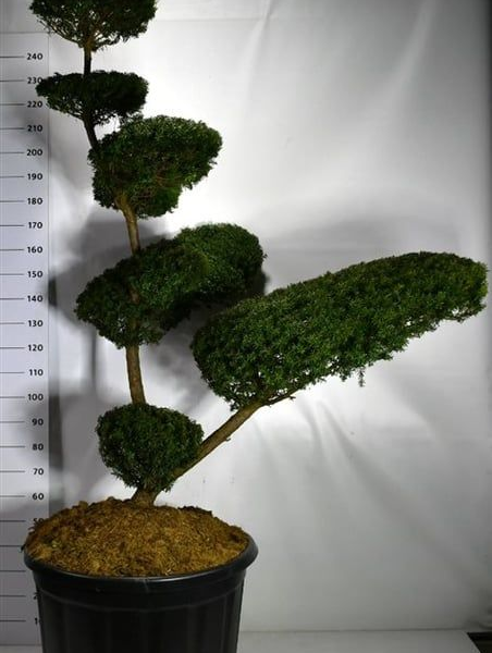 Taxus cuspidata