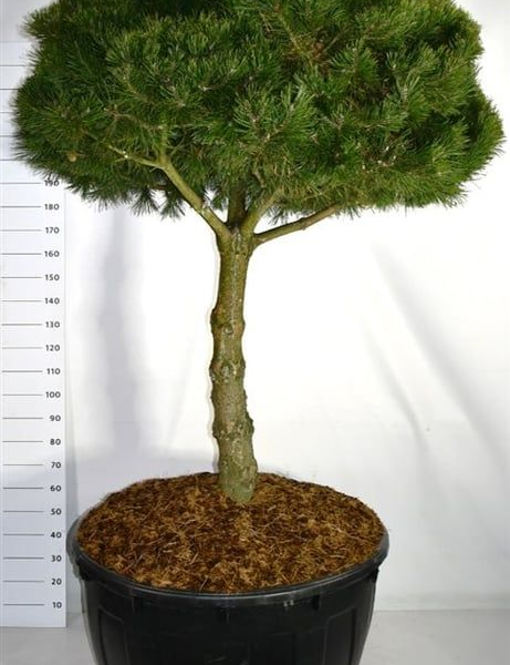 Pinus mugo 'Gnom'