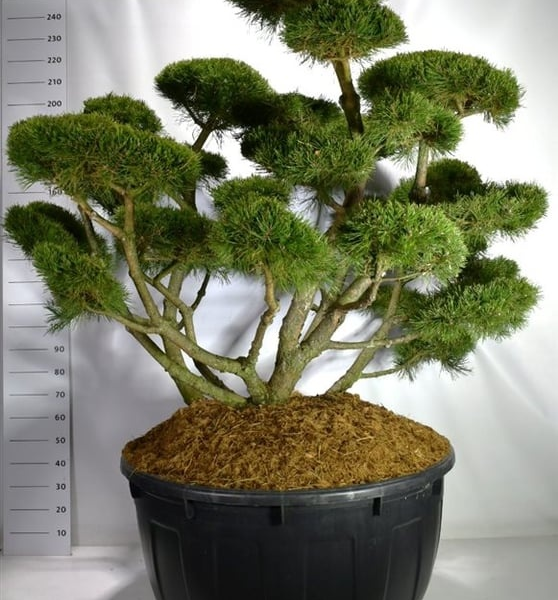 Pinus mugo 'Gnom'