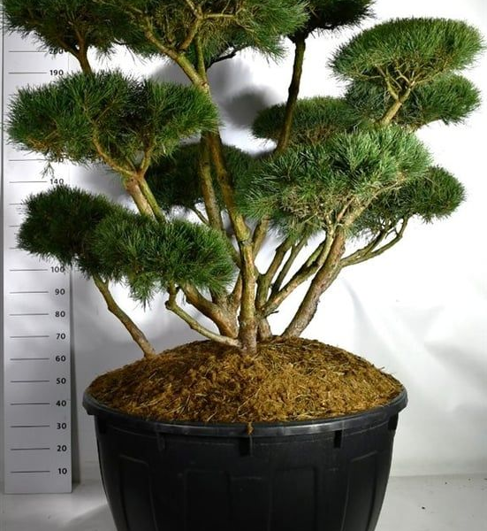 Pinus sylvestris 'Watereri'