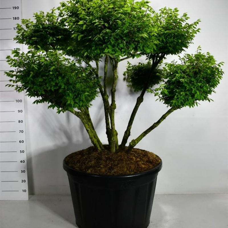 Euonymus alatus 'Compactus'