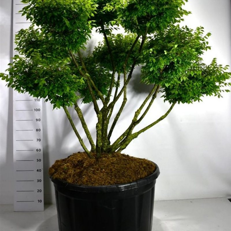 Euonymus alatus 'Compactus'