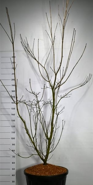Cornus kousa 'Venus'