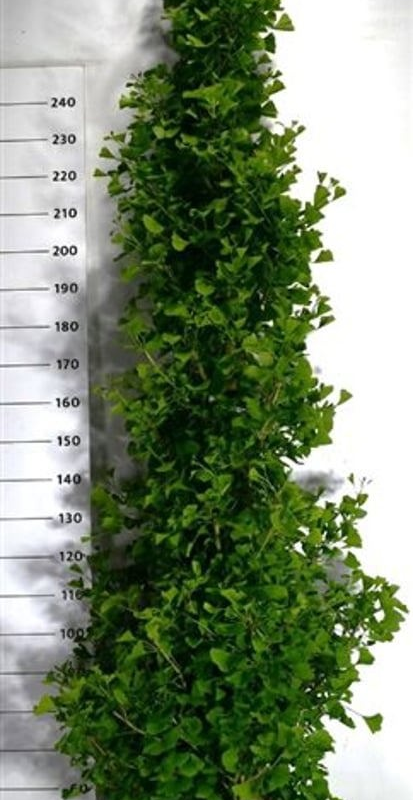 Ginkgo biloba 'Fastigiata Blagon'