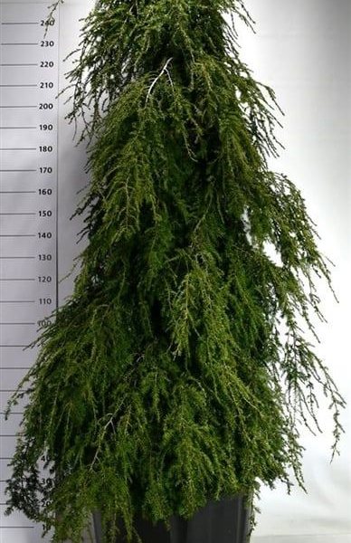 Tsuga canadensis 'Pendula'