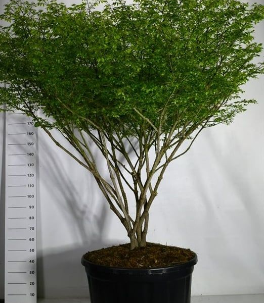 Euonymus alatus 'Compactus'