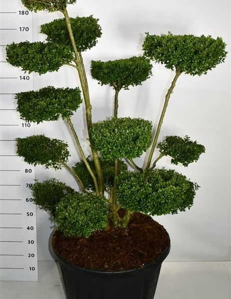 Ilex crenata 'Ellipta Convex'