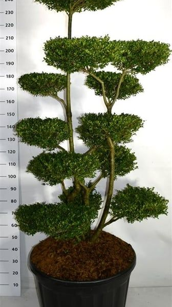 Ilex crenata 'Ellipta Convex'