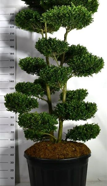 Ilex crenata 'Ellipta Convex'