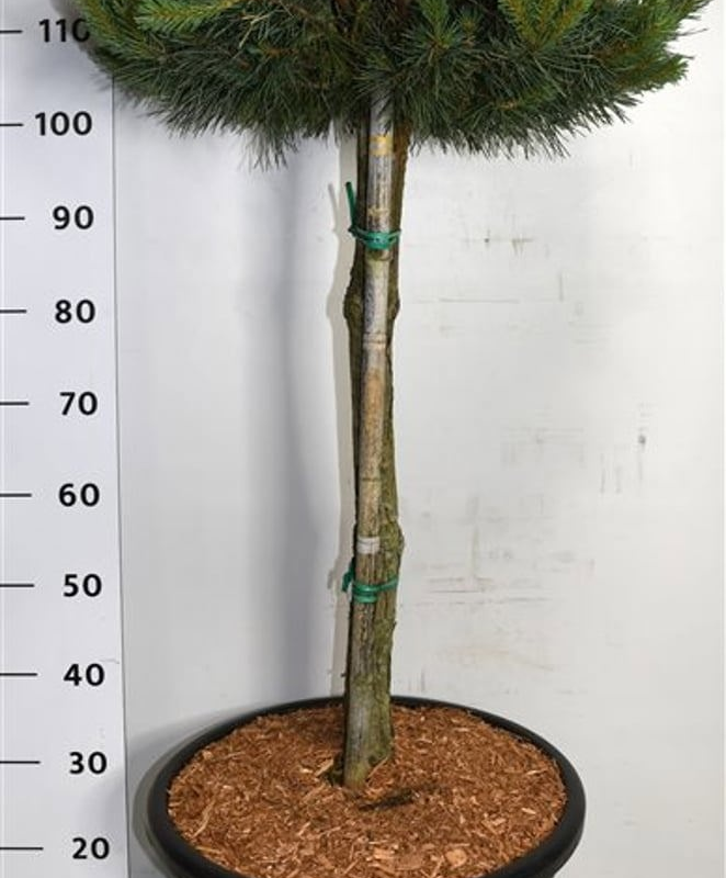 Pinus sylvestris 'Watereri'