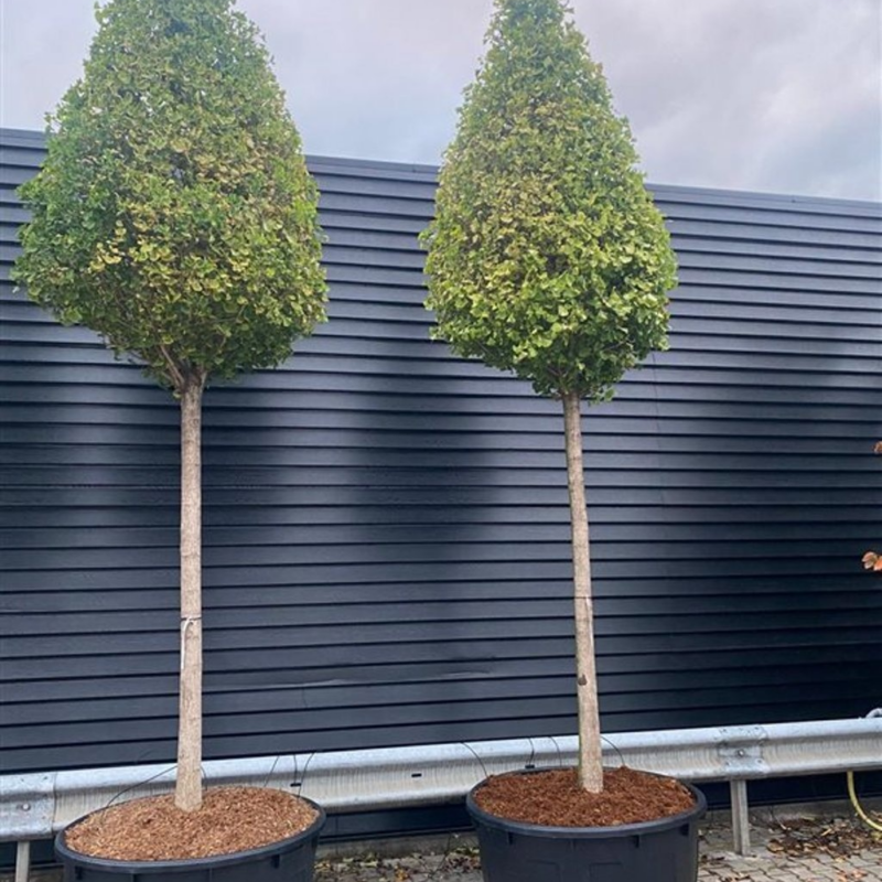 Ginkgo biloba 'Fastigiata Blagon'
