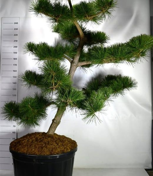 Pinus thunbergii 'Thunderhead'