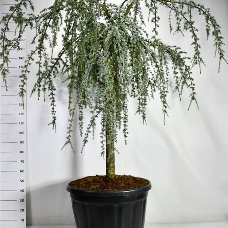 Cedrus atlantica 'Glauca Pendula'