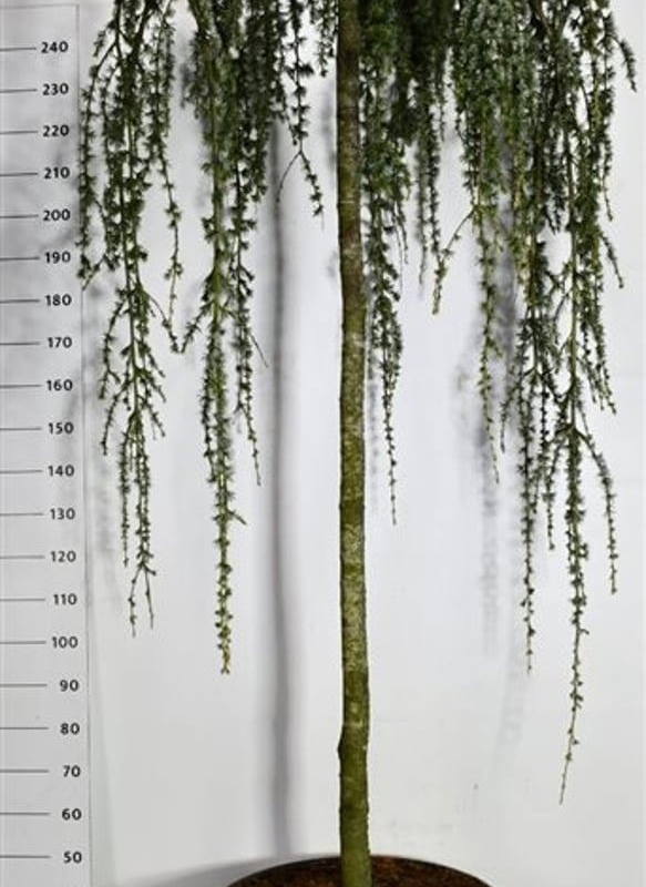 Cedrus atlantica 'Glauca Pendula'