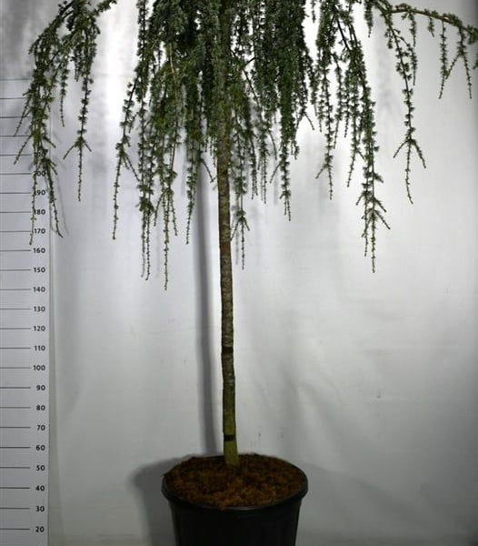 Cedrus atlantica 'Glauca Pendula'