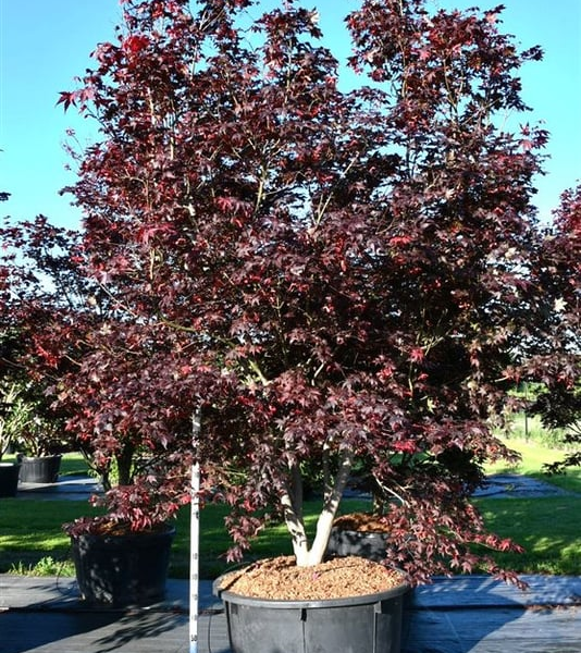 Acer palmatum 'Bloodgood'