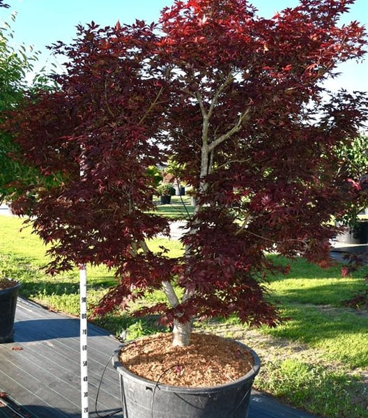 Acer palmatum 'Fireglow'
