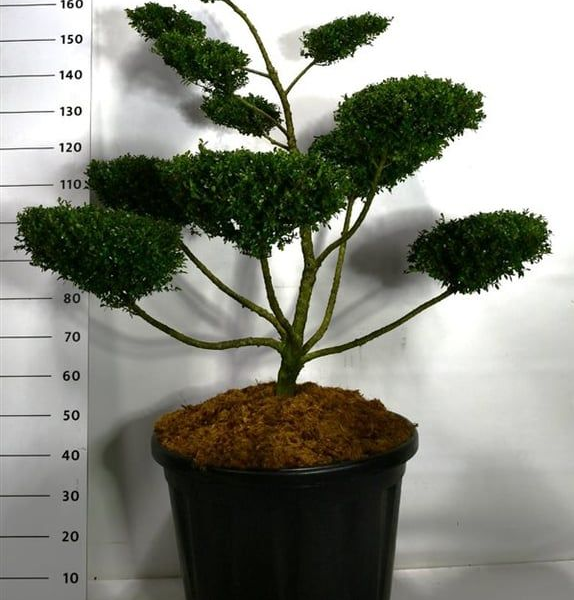 Ilex crenata 'Golden Gem'