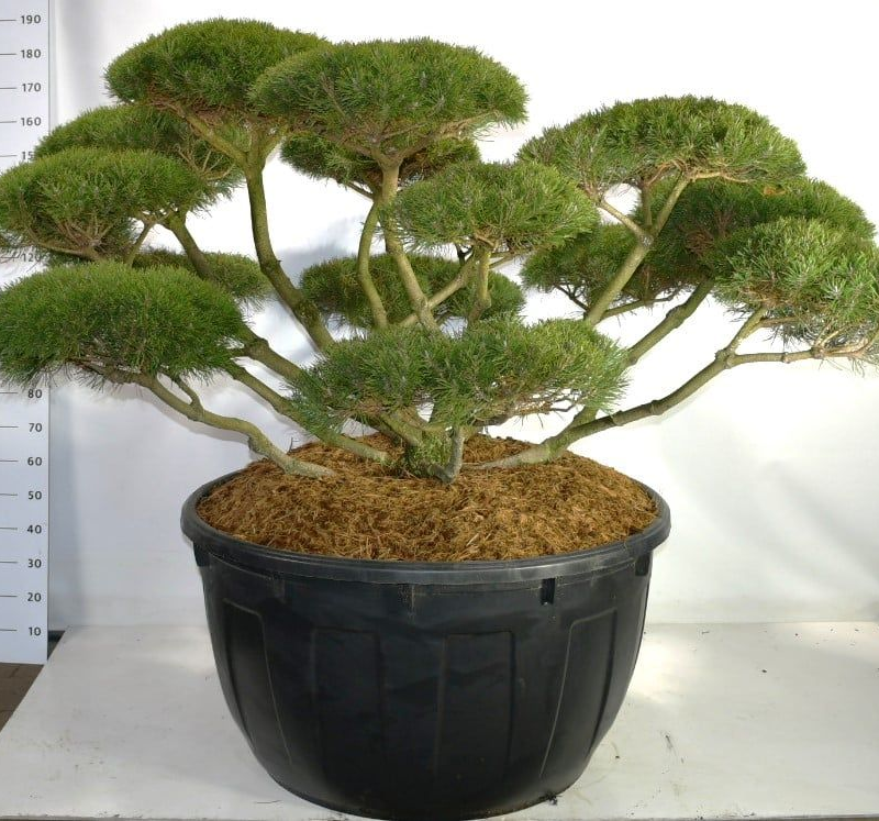 Pinus mugo subsp. mugo