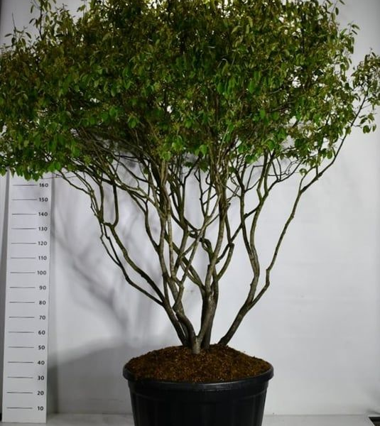 Amelanchier lamarckii