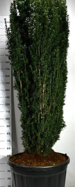 Taxus baccata 'Pirat'