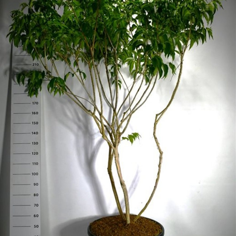 Heptacodium miconioides