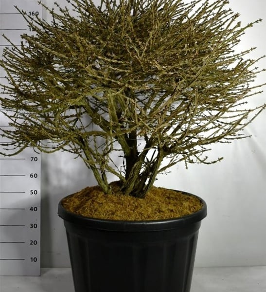 Euonymus alatus