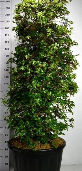 Hydrangea petiolaris