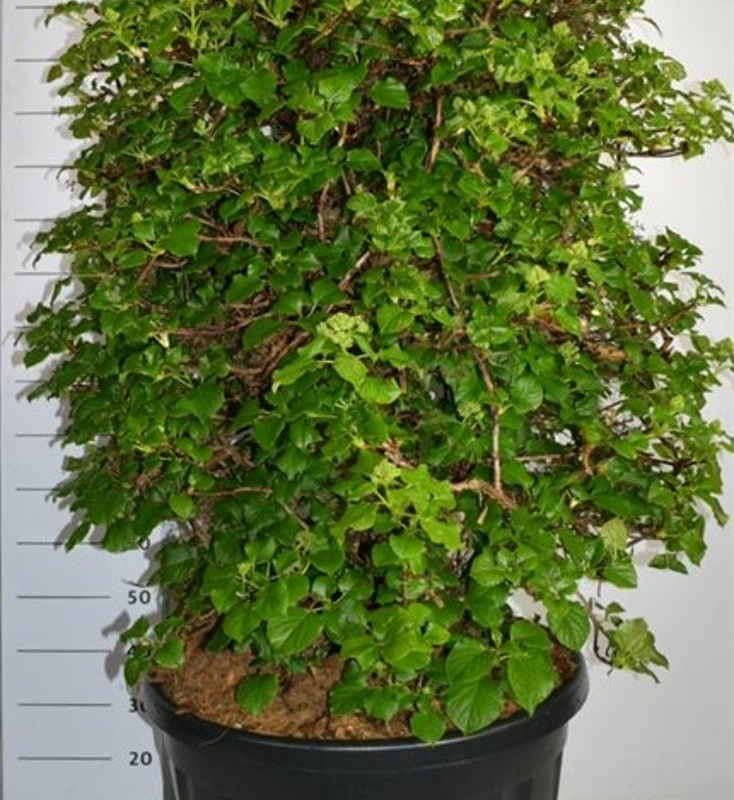Hydrangea petiolaris