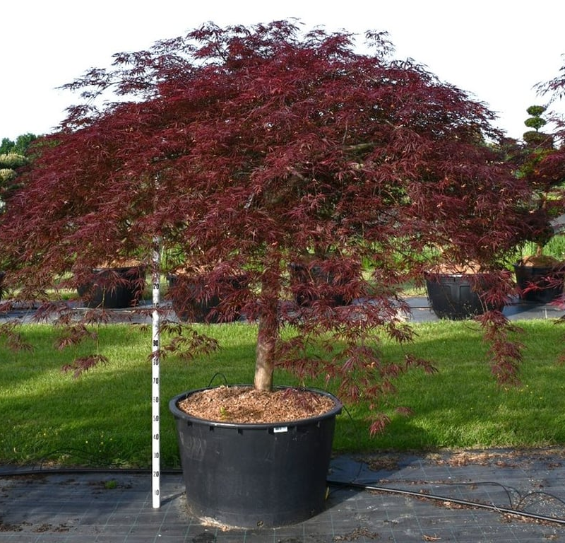 Acer palmatum 'Inaba-shidare'