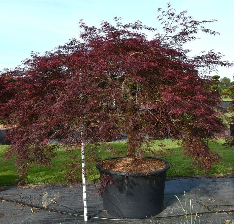 Acer palmatum 'Inaba-shidare'