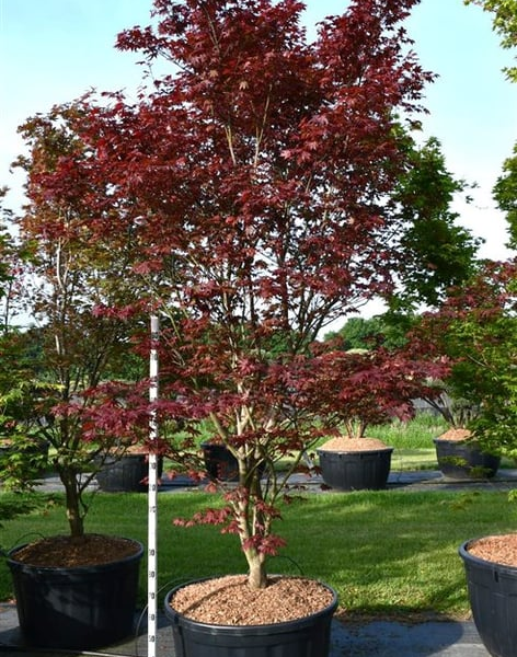 Acer palmatum 'Sumi-nagashi'