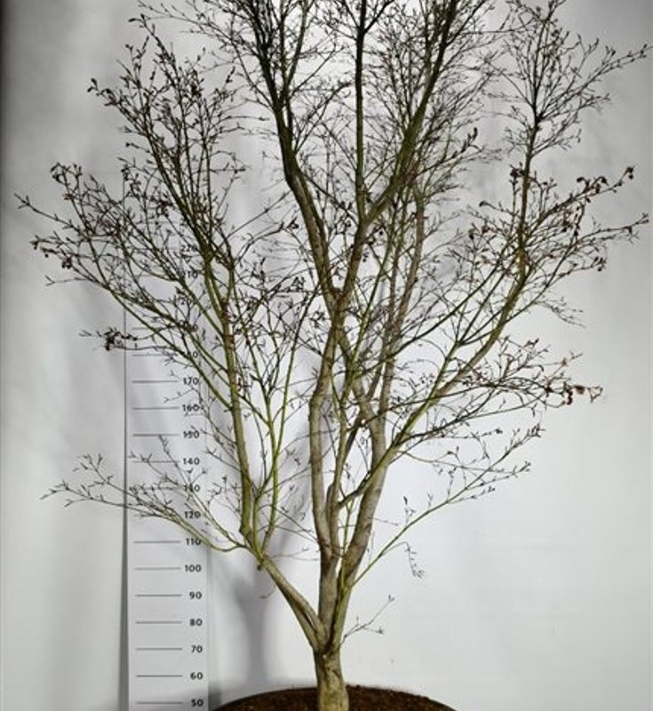 Acer palmatum 'Masu-kagami'