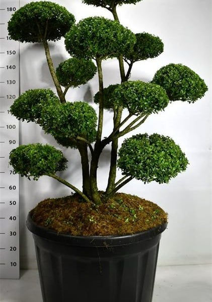 Ilex crenata 'Mutchagara'