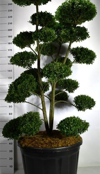 Ilex crenata 'Mutchagara'