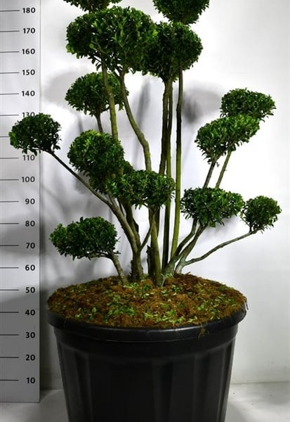 Ilex crenata 'Mutchagara'