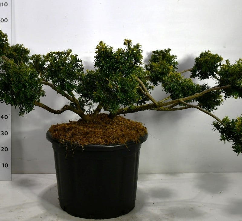 Taxus baccata 'Summergold'